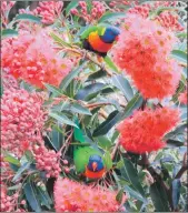  ??  ?? Rainbow Lorikeets are confident and noisy visitors to Australian gardens.