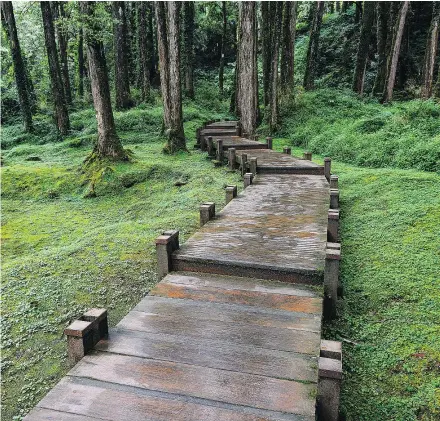  ??  ?? A boardwalk leads to a quiet forest in Taiwan’s popular Alishan National Scenic Area.
