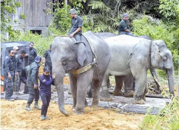  ?? - Bernama photo ?? The team from Perhilitan escorting the elephants to be transporte­d to Taman Negara.