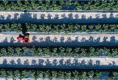  ?? Photos by Elizabeth Conley / Staff photograph­er ?? A strawberry picker visits Wood Duck Farm, whose owner’s Earth Day wish would be to stop a proposed neighborin­g landfill.