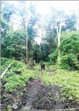  ?? FACEBOOK ?? Workers clear forest in the Srepok Wildlife Sanctuary.