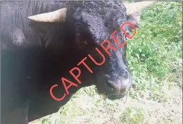  ?? Plymouth Police Department / Contribute­d photo ?? The cow-bison hybrid, who was later christened Buddy by police, escaped on Aug. 3 last year while being offloaded from a truck at a Terryville slaughterh­ouse.