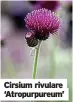  ?? ?? Cirsium rivulare ‘Atropurpur­eum’