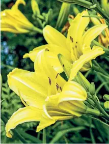  ?? NEIL ROSS/NZ GARDENER ?? Daylily ‘‘Amazing Grace’’. Now’s the time to divide your favourite daylilies to extend your plantings.