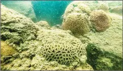  ?? KUNA photo ?? A side of the coral reefs that were monitored in the coast from Al-Abraj to Salmiya.