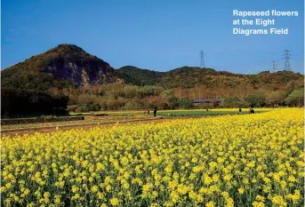  ??  ?? Rapeseed flowers at the Eight Diagrams Field