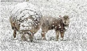  ?? BARRY HARCOURT ?? Sheep and lambs near Te Anau had their grass served up on the chilly side yesterday.