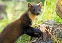  ??  ??  IN THE SH*T Pine martens often mark their territorie­s by leaving scat on trails or boulders, and in autumn bingeing on bilberries and blackberri­es turns it purple.