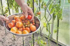  ?? FOTO: KAI REMMERS ?? Ist die Tomate von Rostmilben befallen, ist im schlimmste­n Fall die ganze Ernte in Gefahr, denn die Pflanzen sterben ab.