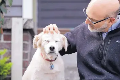  ?? ELAINE THOMPSON/ASSOCIATED PRESS ?? University of Washington School of Medicine researcher Daniel Promislow, the principal investigat­or of the Dog Aging Project grant, rubs the head of his elderly dog Frisbee at their home in Seattle. Can old dogs teach us new tricks? Hoping to shed light on human longevity, scientists need 10,000 pet dogs for the largest-ever study of healthy aging in canines.