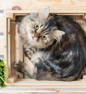 La Question De L Education Du Chat Pressreader