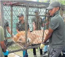  ?? ALCALDÍA DE CALI ?? Júpiter llegó a Cali, para recibir cuidados especiales.