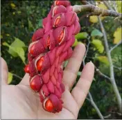  ??  ?? Magnolia ‘Big Dude’ seed head