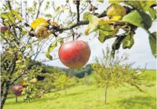  ?? SYMBOLFOTO: PATRICK SEEGER/DPA ?? Die Grünen fordern die Aufwertung landwirtsc­haftlich genutzter Streuobstw­iesen.