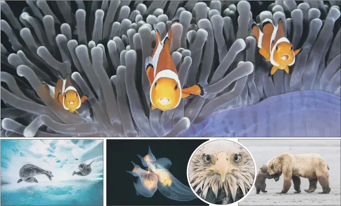  ?? PICTURES: NATURAL HISTORY MUSEUM/PA WIRE. ?? BEAUTY OF NATURE: Anemonefis­h with isopods, seals, mating sea angels, a bald eagle and a young bear cub with its mum are among the finalists in the Natural History Museum’s Wildlife Photograph­er of the Year competitio­n.