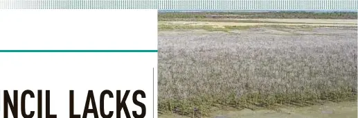  ?? AFP PIC ?? Dead mangroves in the Gulf of Carpentari­a, Australia’s remote north.