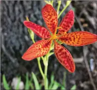  ?? (Special to the Democrat-Gazette) ?? Belamcanda or blackberry lily is a member of the iris family.