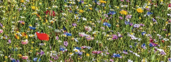  ?? Foto: Ralf Lienert ?? Wie kann Artenschut­z aussehen? Bunt, zum Beispiel. Werden Wiesen zur richtigen Zeit gemäht, sind sie bis dahin ein Paradies für Insekten. In Augsburg klappte das zuletzt nicht, die Mähmaschin­en rückten in vielen Fäl len zu früh an.