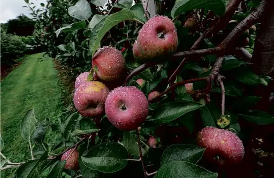  ?? SUZANNE KREITER/GLOBE STAFF ?? The apple trees at Russell Orchards in Ipswich are packed with fruit nearly ready for the picking.