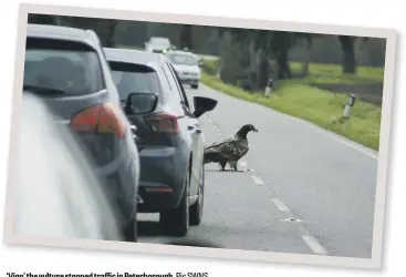  ?? Pic SWNS ?? ‘Vigo’ the vulture stopped traffiffic in Peterborou­gh.