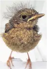  ??  ?? A baby robin