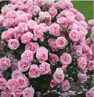  ??  ?? LEFT: Compact floribunda rose ‘William PJ McCarthy’.