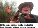  ??  ?? While some species can be eradicated from fisheries, others, such as the signal crayfish, have proved difficult if not impossible to wipe out.