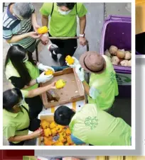  ??  ?? Coconuts being loaded in EGA volunteer’s collection bin for recycling.
Sorting recyclable items from the stuff discarded by vendors.