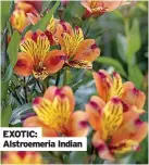  ??  ?? EXOTIC: Alstroemer­ia Indian