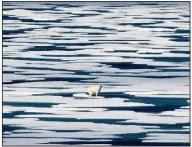  ?? (AP/David Goldman/File) ?? A polar bear stands on the ice on July 22, 2017, in the Franklin Strait in the Canadian Arctic Archipelag­o.