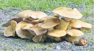  ??  ?? “I took this photograph at Pitcairngr­een,” says Arthur Bruce of Almondbank. “I believe this is honey fungus. There are many varieties of this fungi which usually grow on trees and on roots/stumps of trees.”