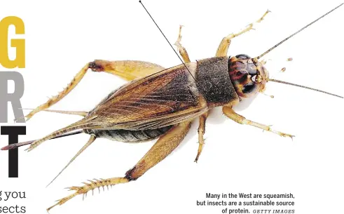  ?? GETTY IMAGES ?? Many in the West are squeamish, but insects are a sustainabl­e source of protein.