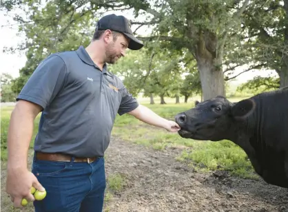  ?? KYLE TELECHAN/POST-TRIBUNE ?? Hardesty Farms operations manager Andy Hardesty feeds an apple to a cow on the pasture at the farm on July 19.