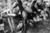  ?? PHOTO: REUTERS ?? Global cocoa prices have declined 30-40 per cent over eight months