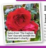  ??  ?? Sales from ‘The Captain Tom’ rose will benefit the fundraiser’s charity