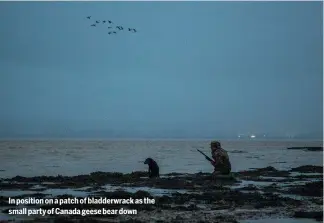  ?? ?? In position on a patch of bladderwra­ck as the small party of Canada geese bear down