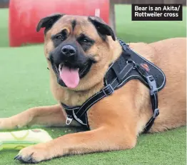  ??  ?? Bear is an Akita/ Rottweiler cross