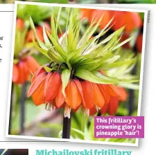  ??  ?? This fritillary’s crowning glory is pineapple ‘hair’!