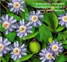  ??  ?? Grow hardy evergreen Passiflora incarnata in a sunny, sheltered spot