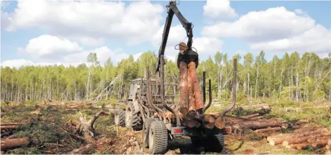  ??  ?? Последстви­я ветровалов устраняют в Чериковско­м лесхозе. 2019 год