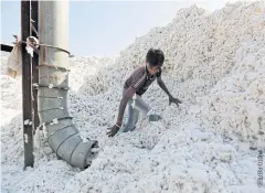  ??  ?? An Indian worker fills a vacuum pipe with cotton to clean it at a processing unit in Kadi town in the western state of Gujarat.