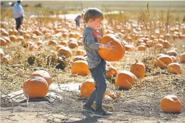  ?? Helen H. Richardson, Denver Post file ?? A young boy carries a heavy pumpkin in the pumpkin patch at the Denver Botanic Gardens Pumpkin Festival at Chatfield Farms on October 21, 2018 in Littleton.