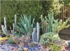  ?? Earl Nickel ?? This dry gulch garden uses prominent plants as a focal point. Larger aloes, agaves, echeverias or yuccas are a good bet.