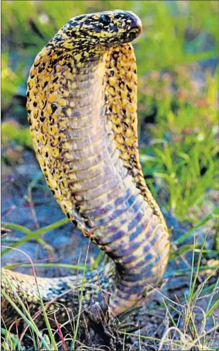  ??  ?? HIGHLY TOXIC: The Cape Cobra (above) and some images are from Next Gen Herpetolog­ist. Most others are by Andrew MacLeod of Snake Relocation East London