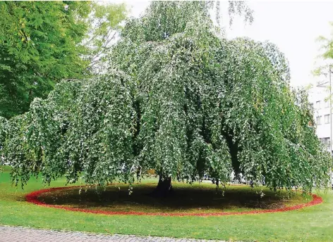  ?? FOTO: MILA LANGBEHN ?? Diese Hängebuche sollte ursprüngli­ch auch der Neugestalt­ung des Kantparks zum Opfer fallen. Bürger protestier­ten gegen ihre Fällung. Nun „beschützt“ein roter Ring aus biologisch gefärbten Holzhäckse­ln den Baum.