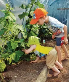  ?? Archivfoto: Jordan ?? Das eigene Gemüse wachsen sehen und ernten, ist gerade für Kinder toll – und das geht gut im Schreberga­rten. Mehr Mindelheim­er würden sich eine eigene Parzelle wünschen.