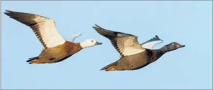  ??  ?? Wildlife photograph­er Matt Winter (below) out shooting. Left, his Game Bird Habitat Trust’s photo competitio­n winning entry.