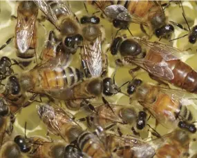  ??  ?? A queen moves across the comb checking for empty cells (above).