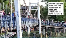  ??  ?? People watched from a nearby footbridge as rescuers attempted to save the whale