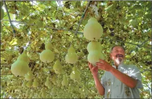  ?? GUO CHEN / XINHUA ?? A farmer shows off his produce in Xiaogang village, Anhui province.